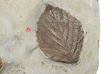 Twelve Fossil Leaves (Zizyphoides, Beringiaphyllum & Davidia) -Montana #188744-3